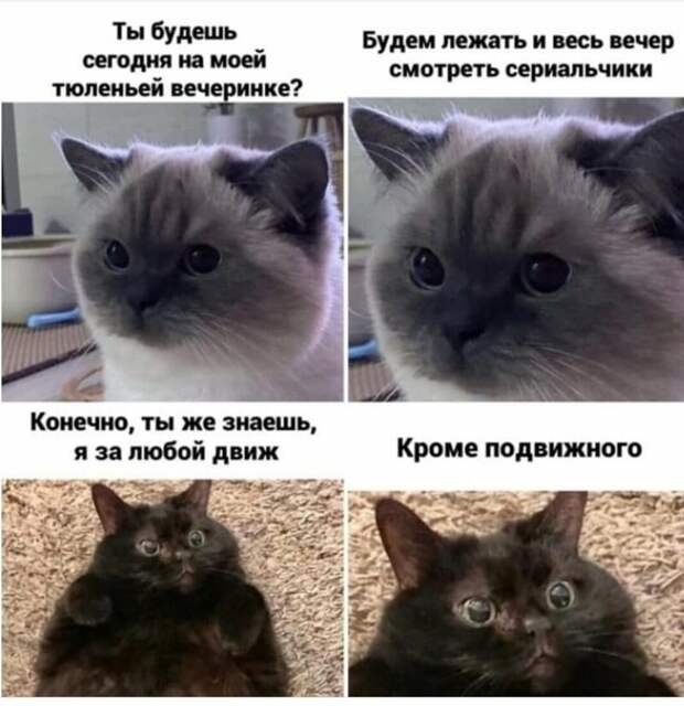 Трогательные картинки и смешные мемы