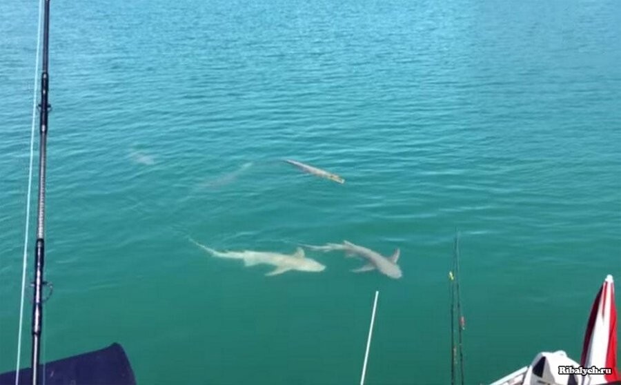 Экстремальная рыбалка в Австралии!