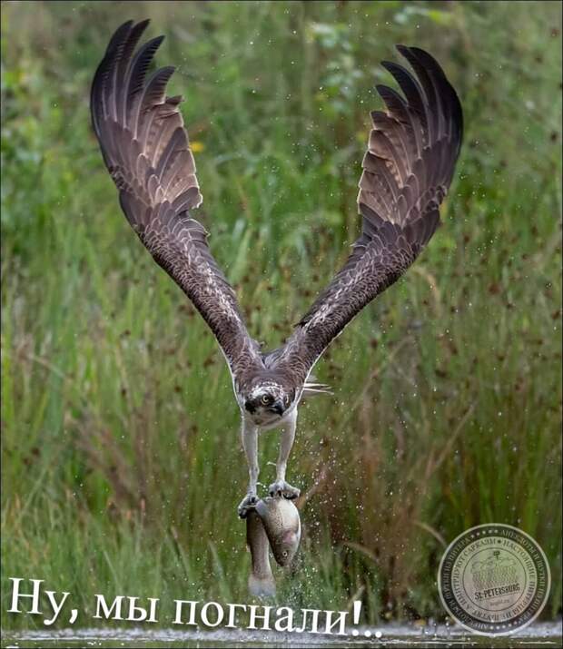 Ну, мы погнали!