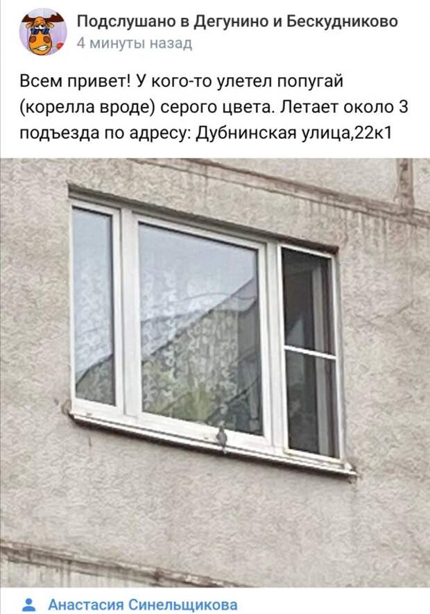 Фото дня: на Дубнинской попугай заглядывает в окна