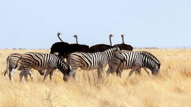Страусы и зебры действуют сообща, предупреждая друг друга о появлении хищников