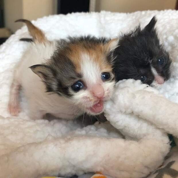 Котята мяукают Котята и одеяло