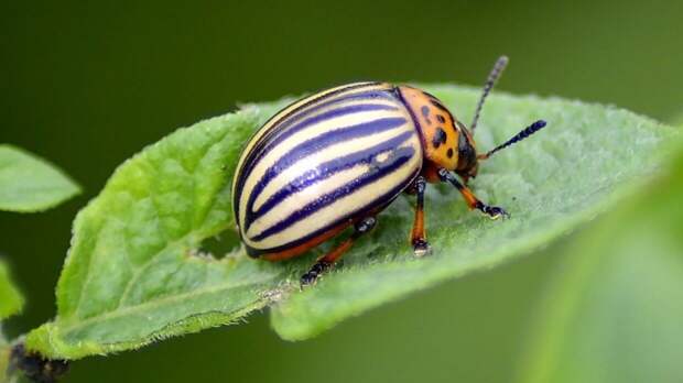 Казанские ученые вырастили насекомое для борьбы с колорадским жуком