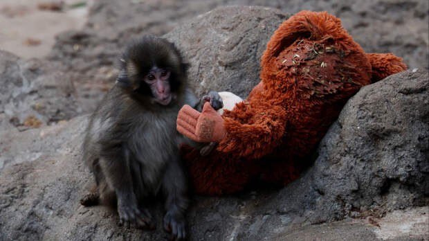 Станет агрессивным? Какова дальнейшая судьба брошенной макаки Панча