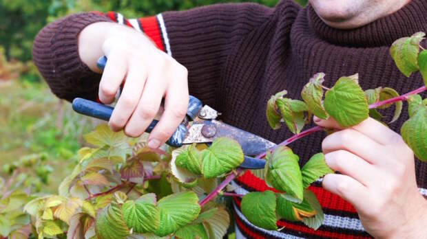 Как обрезать малину после сбора урожая: сроки, способы и правила стрижки ягодника