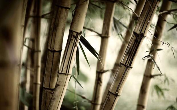 Использование бамбука в интерьере