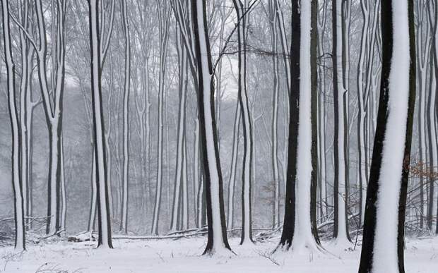 Фотография: Снежные чудеса, которые увидишь раз в жизни №19 - BigPicture.ru