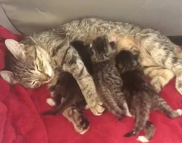 Без кота и жизнь не та