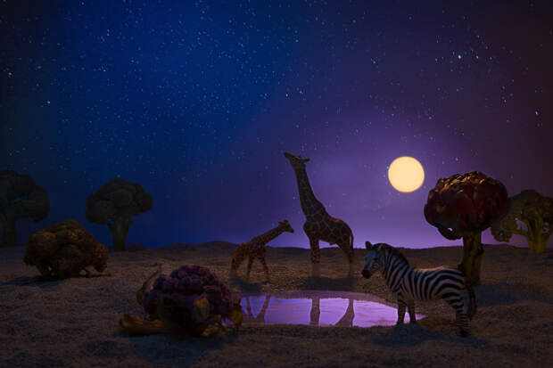 Жирафы и зебра в окружении брокколи и цветной капусты