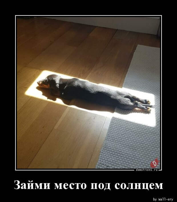 1591339566_demki-13.jpg