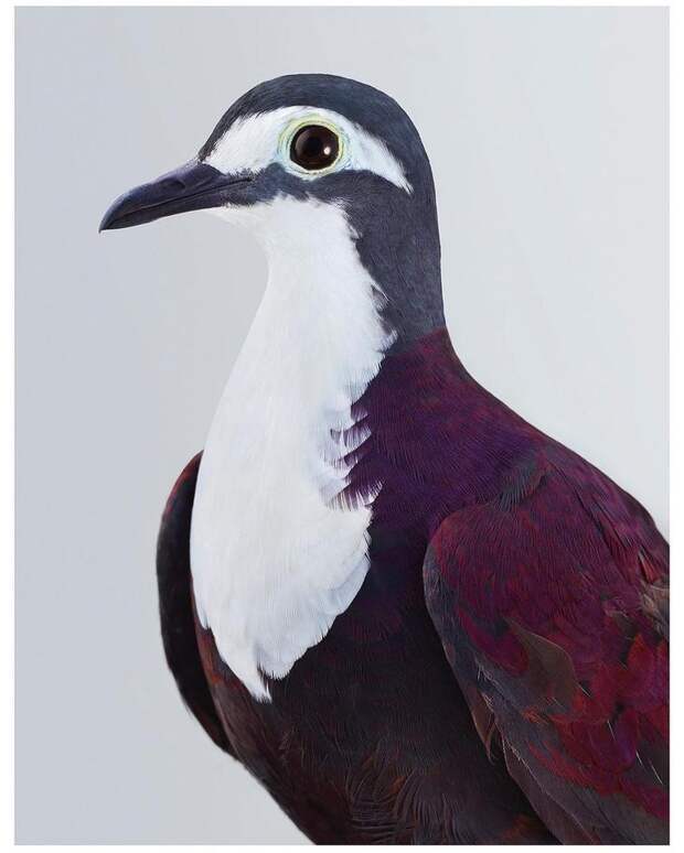 Эмоциональные портреты птиц от Лейлы Джеффрис