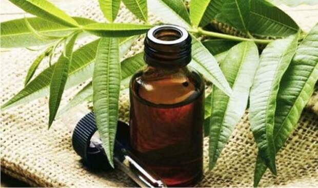 Природные средства против акне: масло чайного дерева