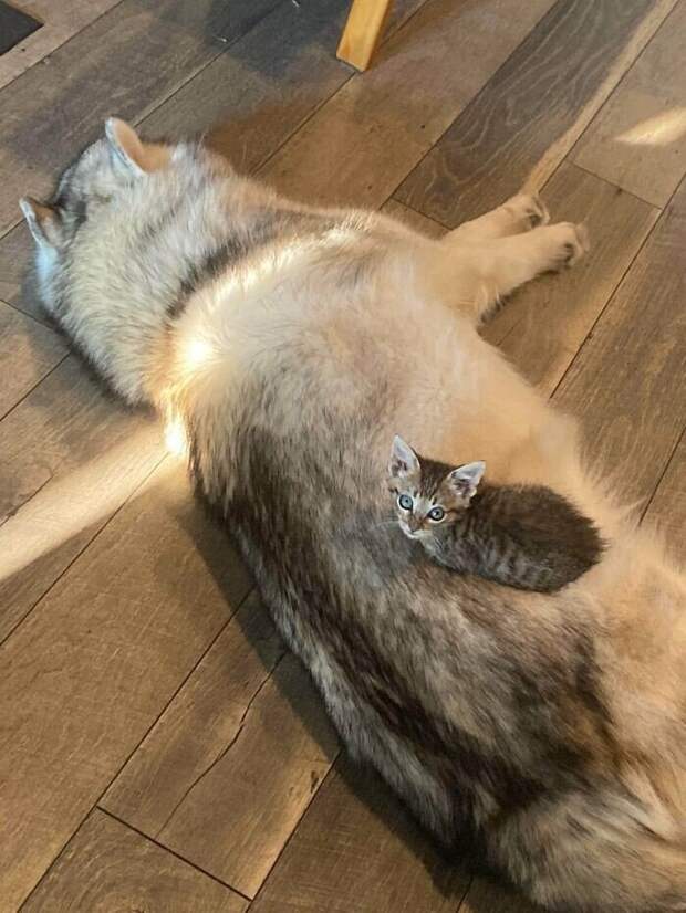 Незаконно маленькие котейки, которые своруют ваше сердце