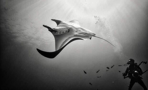 Подводное царство духозахватые чёрно-белые фотографии жизни под водой 35