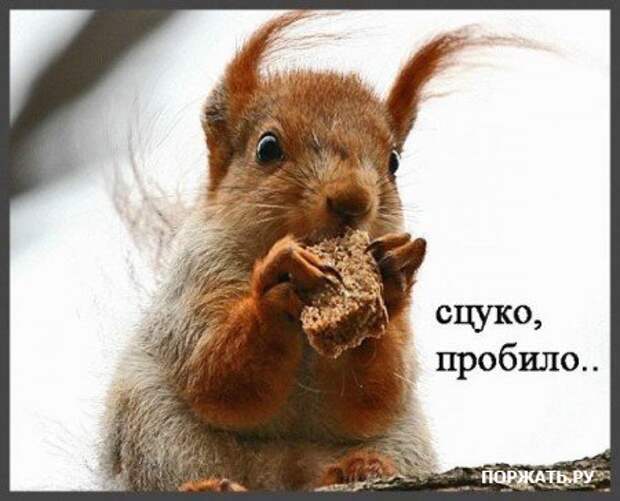 Супер приколы )))