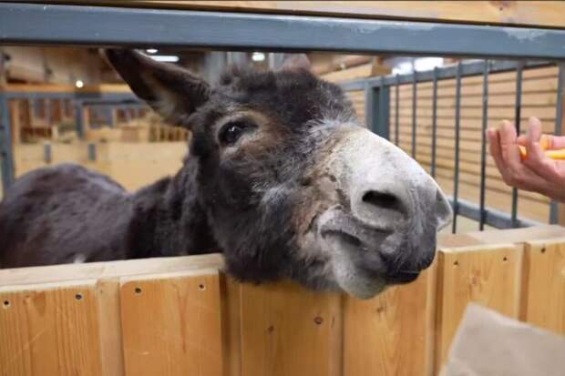 Перевозивший снаряды ослик Жорик нашел свой новый дом