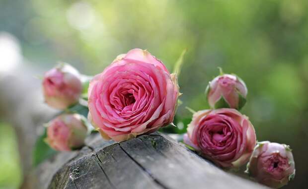 Цветы. Фото: pixabay.com