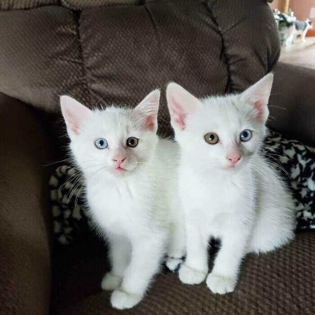 Незаконно маленькие котейки, которые своруют ваше сердце