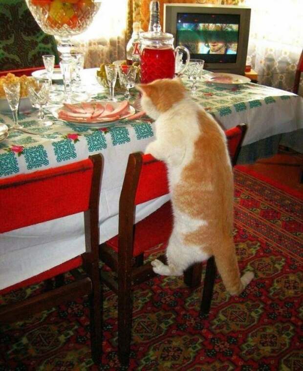 20 причин, по которым котов лучше не злить