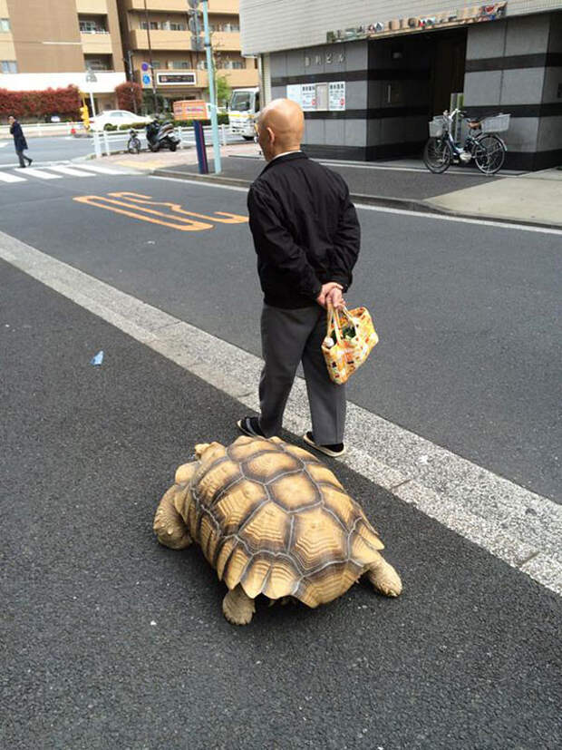 Не каждый может похвастать, что гуляет по Токио в компании большой черепахи в мире, животные, забавно, люди, токио, улица, черепаха