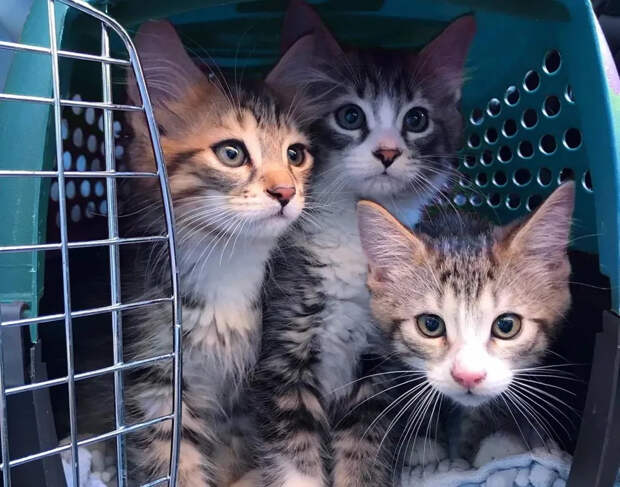 Без кота и жизнь не та