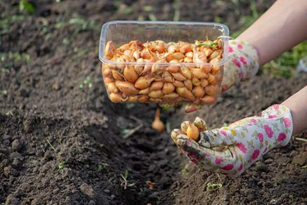 Дачников призвали в апреле сажать редис, лук и салат