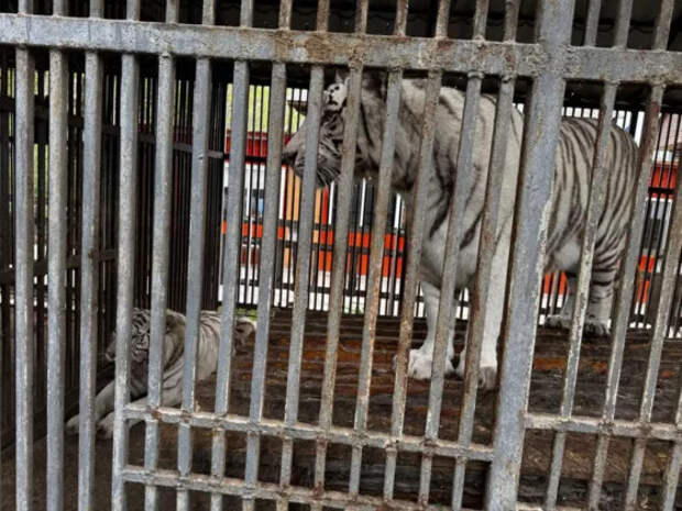 В Мариуполе тигр растерзал сотрудника зоопарка