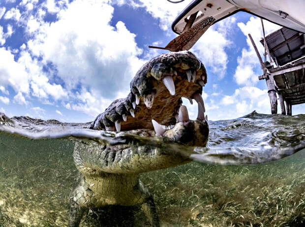 Плавание с крокодилом