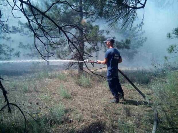 В Херсонской области горит лес: пламя охватило уже 580 га земли - пожарные не справляются
