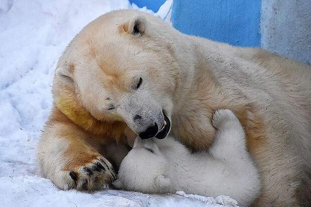 Второй медвежонок - сын Ростик, сейчас он находится в одном из зоопарков Китая. Фото: Андрей ЮРЧЕНКО 