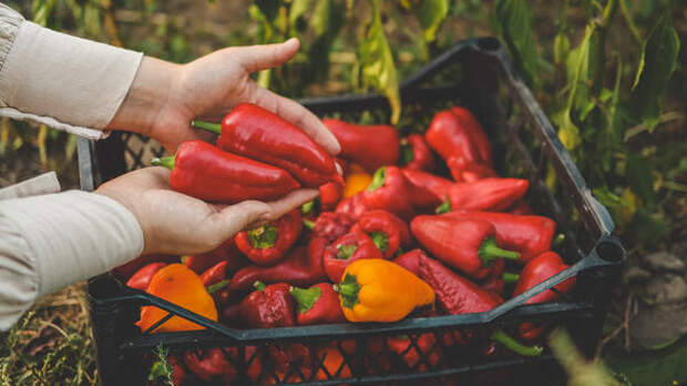 Огород без мучений: как перейти на немецкий метод и удвоить урожай перцев