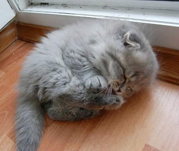 20 прелестных котят, которыми можно умиляться бесконечно милые котята, самые очаровательные котята