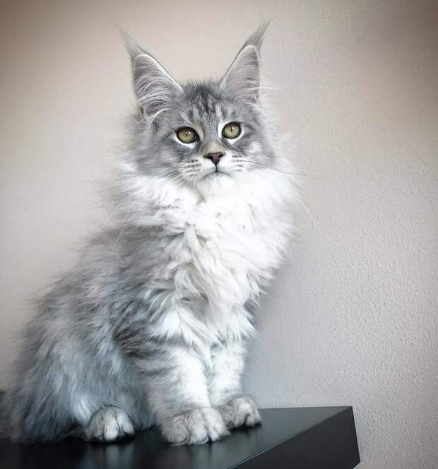 Очаровательные котята мейн-кун, которых вы просто должны увидеть