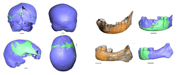 Рис. 2. Черепная коробка (нейрокраниум) и нижняя челюсть Схул 1
