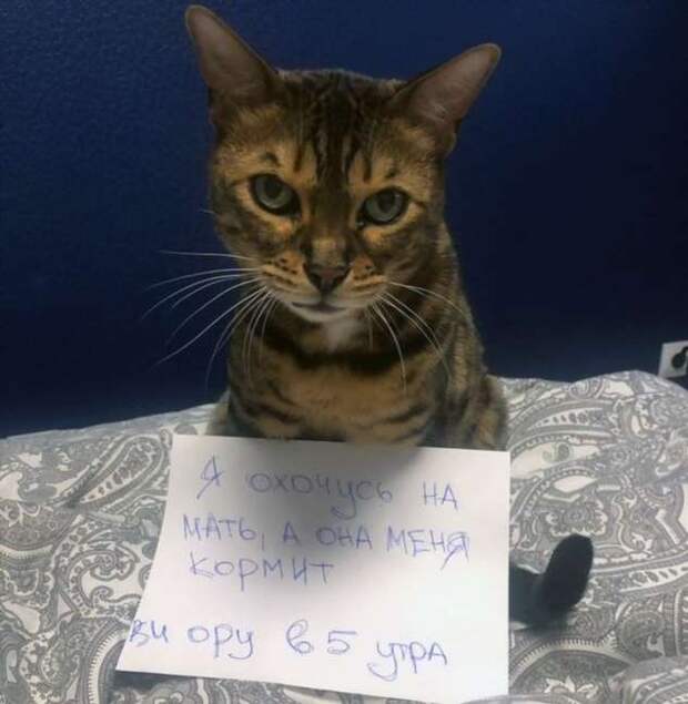 28 провинившихся котиков, которые признались в своих проделках