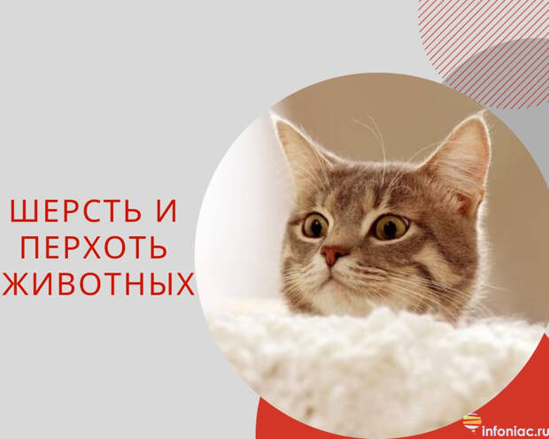 http://www.infoniac.ru/upload/medialibrary/514/514fb4380ed04f1ff8e86ec8325a100c.jpg