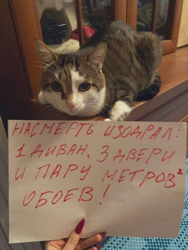 28 провинившихся котиков, которые признались в своих проделках