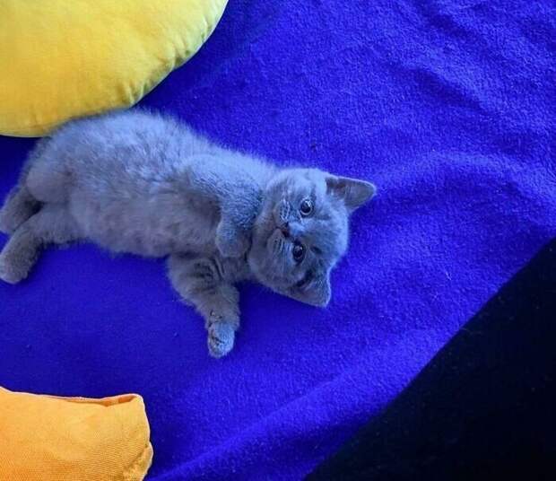 Незаконно маленькие котейки, которые своруют ваше сердце