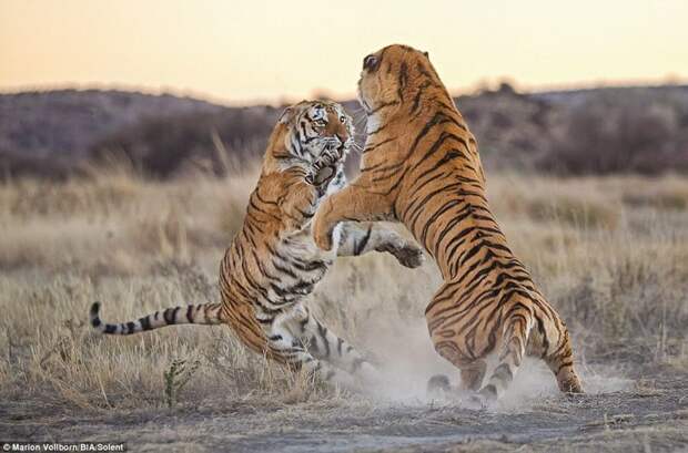 Драка началась, когда молодая тигрица зашла на территорию более взрослой самки, и продолжалась примерно пять минут битва животных, дикие животные, дикие кошки, зрелищно, тигр, тигрица, тигры
