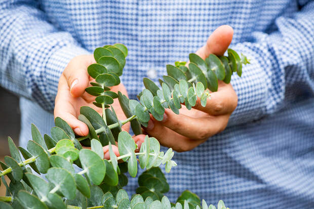 Привычные растения оказались мощным оружием против воспаления