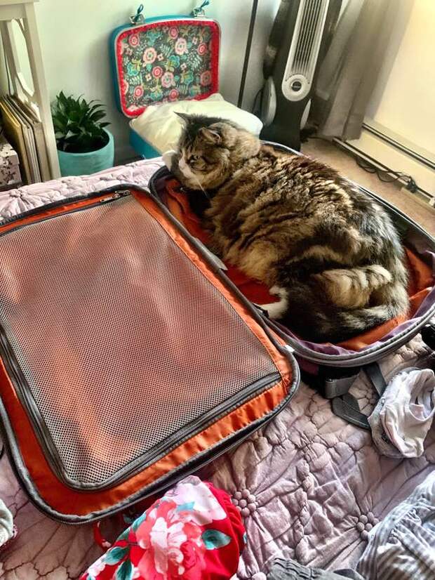кошка в чемодане