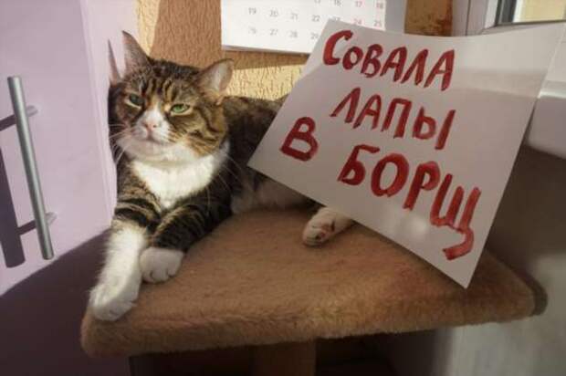 28 провинившихся котиков, которые признались в своих проделках