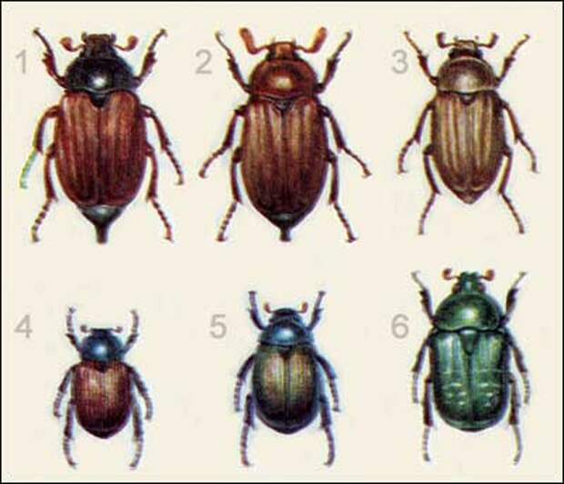 Жуки: хрущи, хрущики и бронзовка