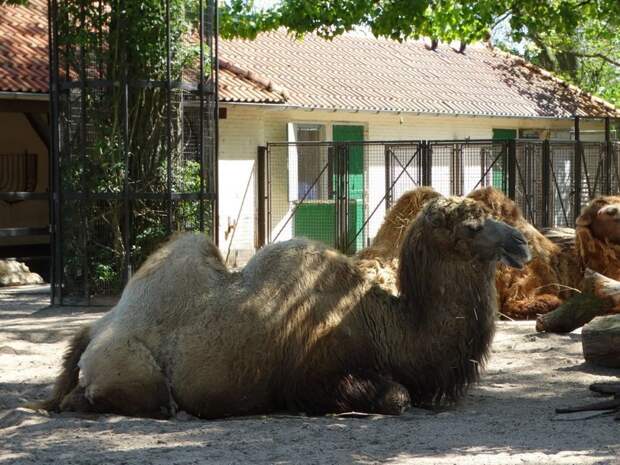 Королевский зоопарк Амстердама зоопарк, путешествия, факты, фото