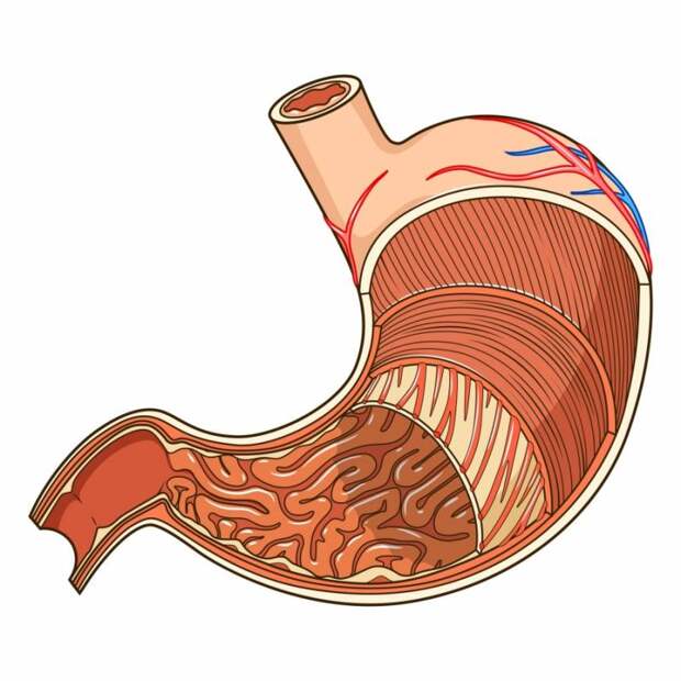 Гастропарез желудка. Желудок рисунок. Желудок картинка для детей. Желудок вектор.