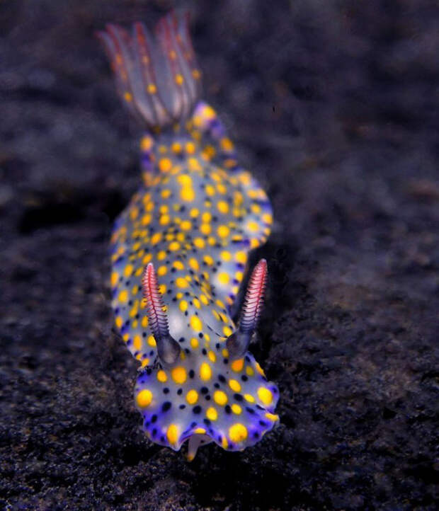 Dandys in the frame - photo of marine mollusks