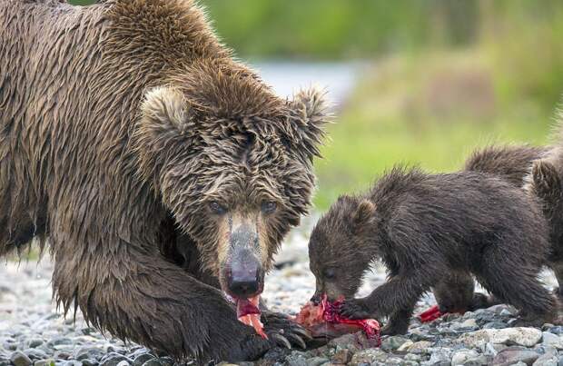 mama-bear-catches-a-salmon-to-feed-her-cubs-11