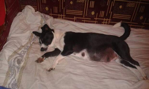 беременная собака спит на кровати