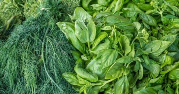 Полезный салат с собственной грядки: как сажать укроп, петрушку и базилик