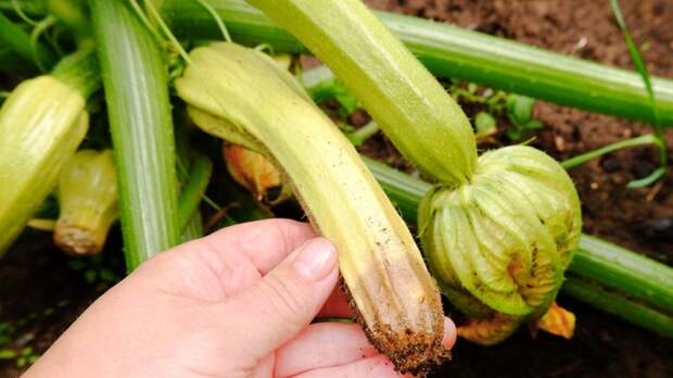 Гниют плоды кабачков на грядке: почему это происходит и как спасти урожай